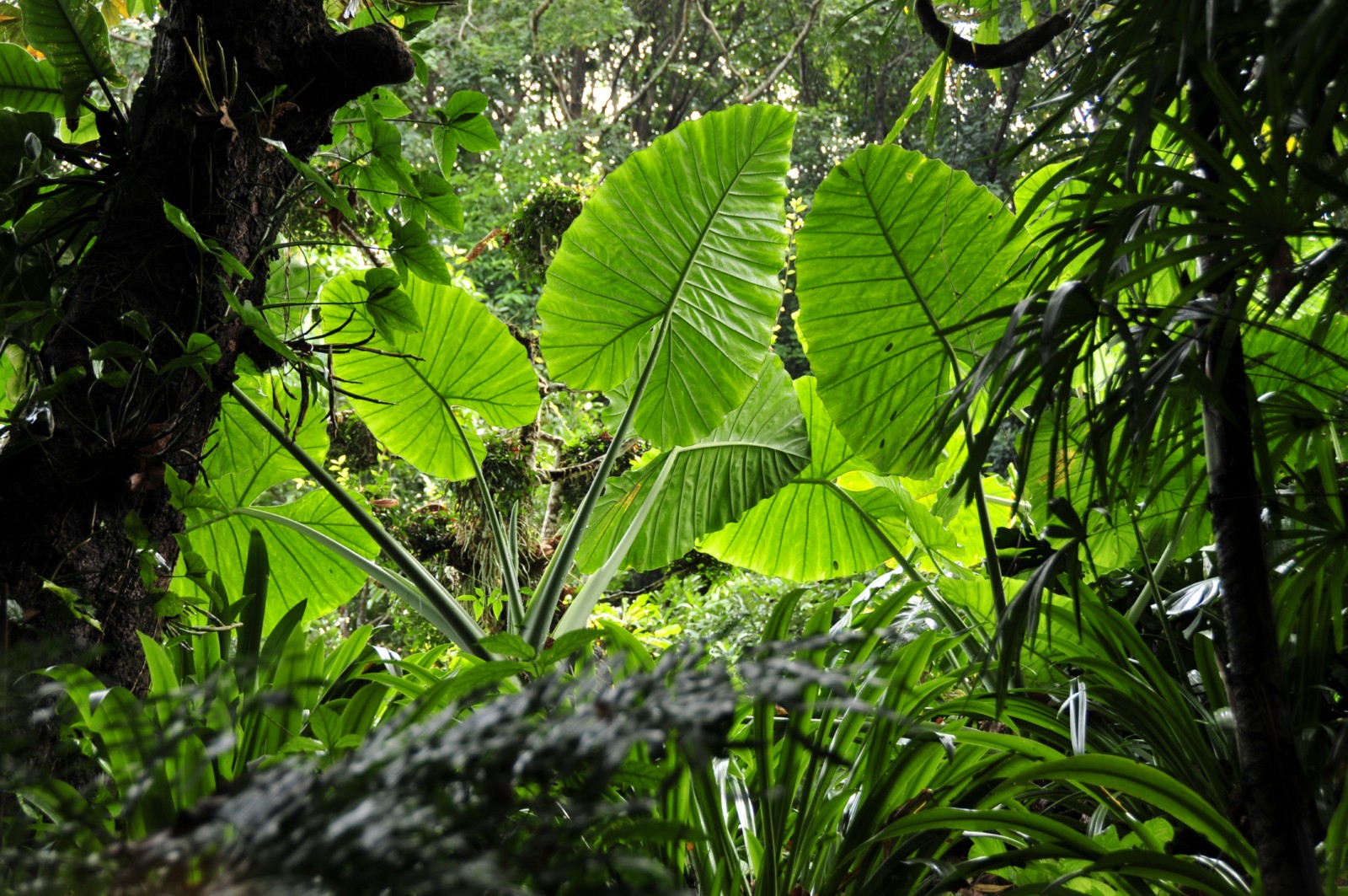 Tropical plant. Тропические леса Таиланда. Тропические джунгли Таиланд. Тропический лес в Таиланде. Тропики Тайланда.