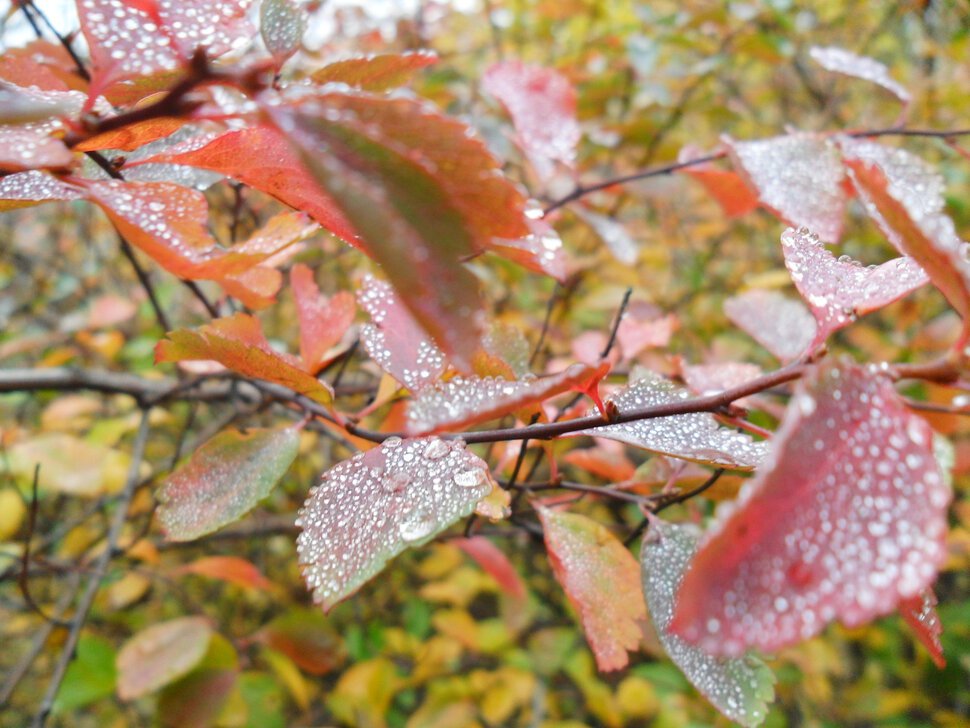 Golden autumn