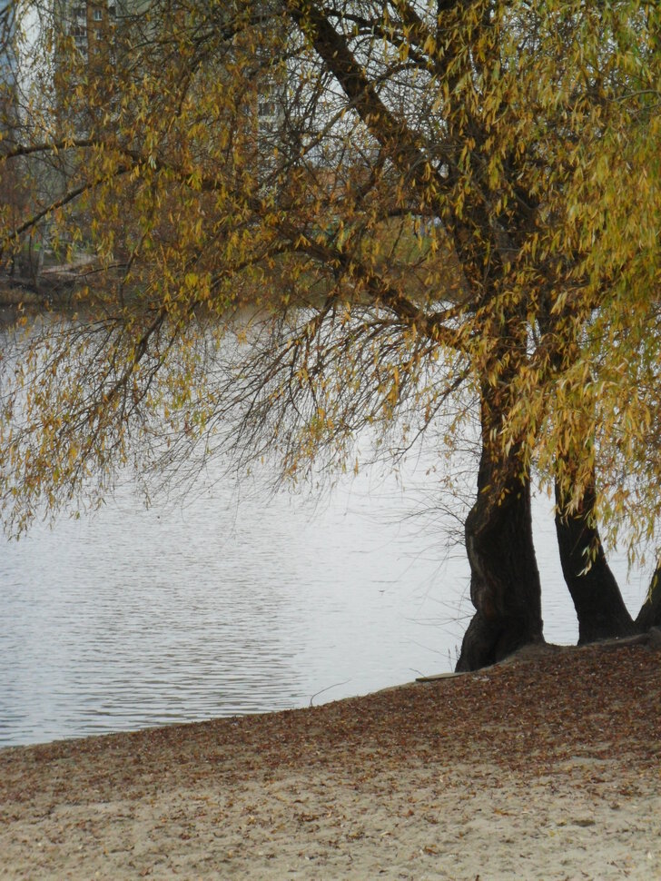 Golden Autumn