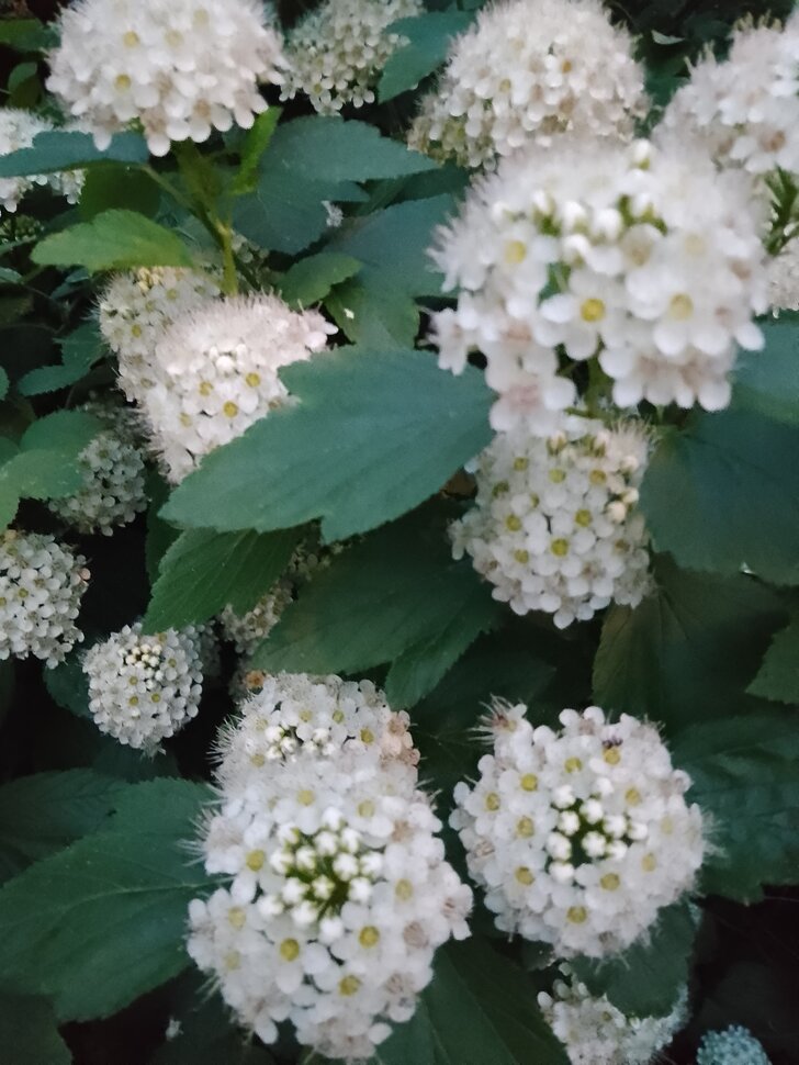 Лето в цвету