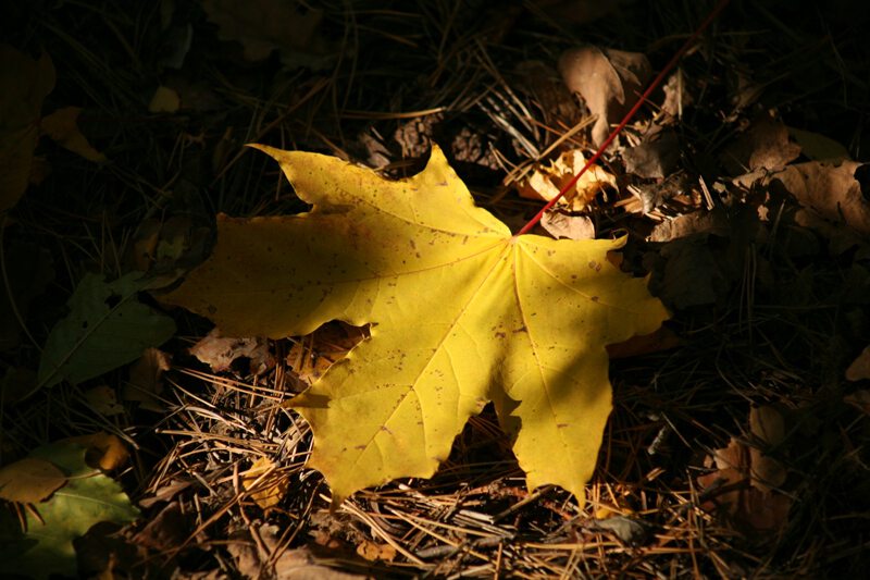 кленовый лист