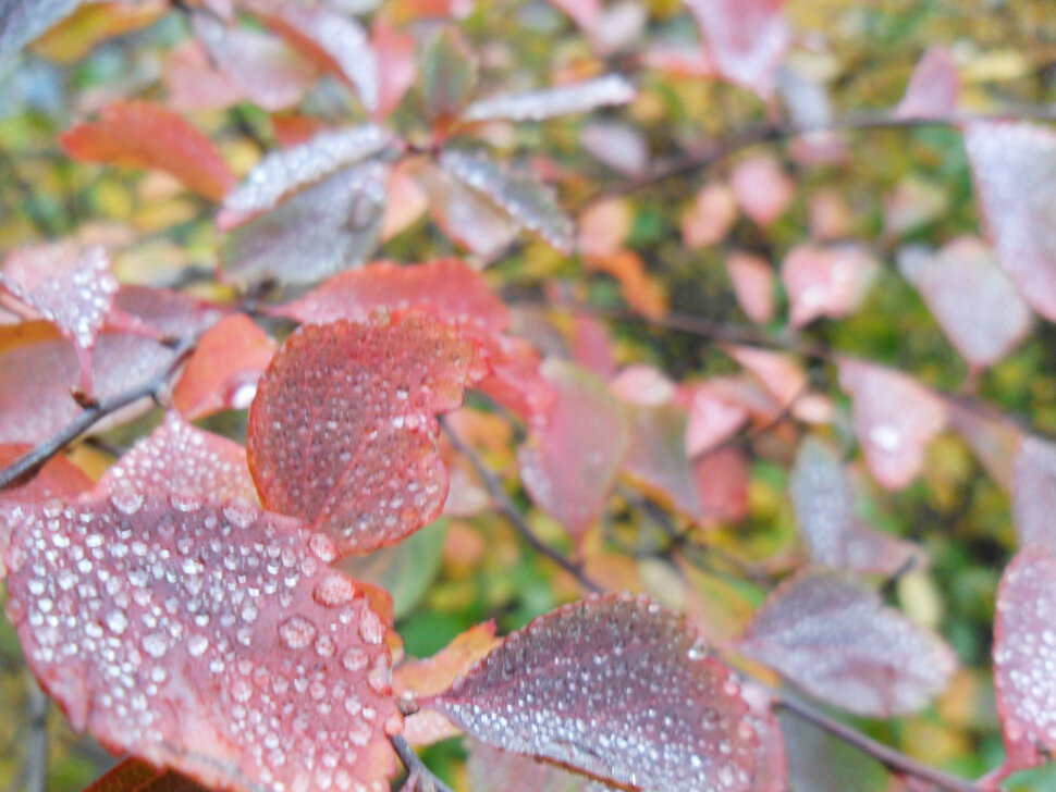 Golden autumn