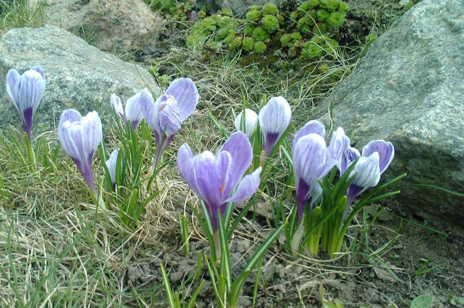 Крокусы