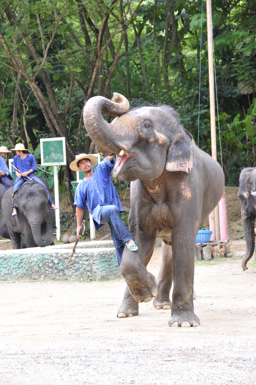 Фонд добрый слон отзывы. Парк слонов Чиангмай. Домашний слон. Птица слон. Слоненок дома.