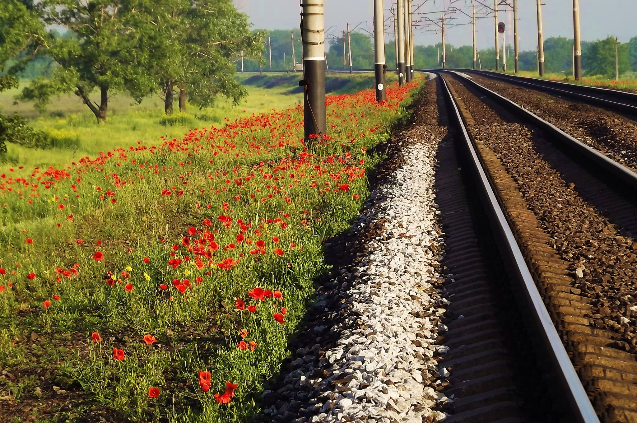 Растет около дороги. Маки вдоль железной дороги. Цветы вдоль железной дороги. Экологичная железная дорога. Весенняя железная дорога.