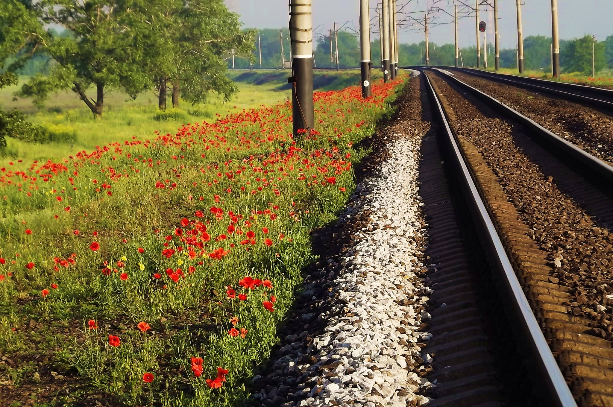 Растения на железной дороге скачать