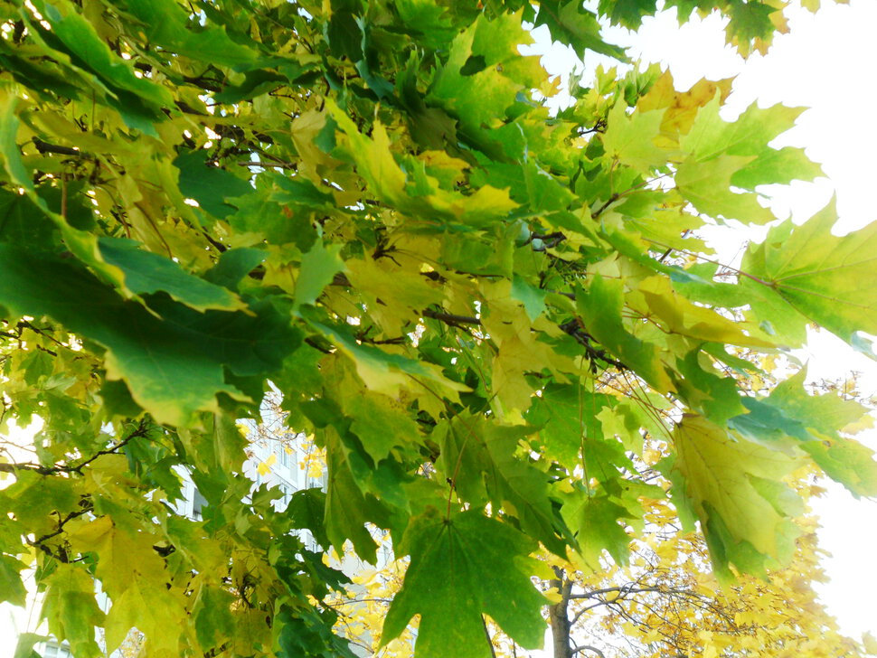 Golden autumn