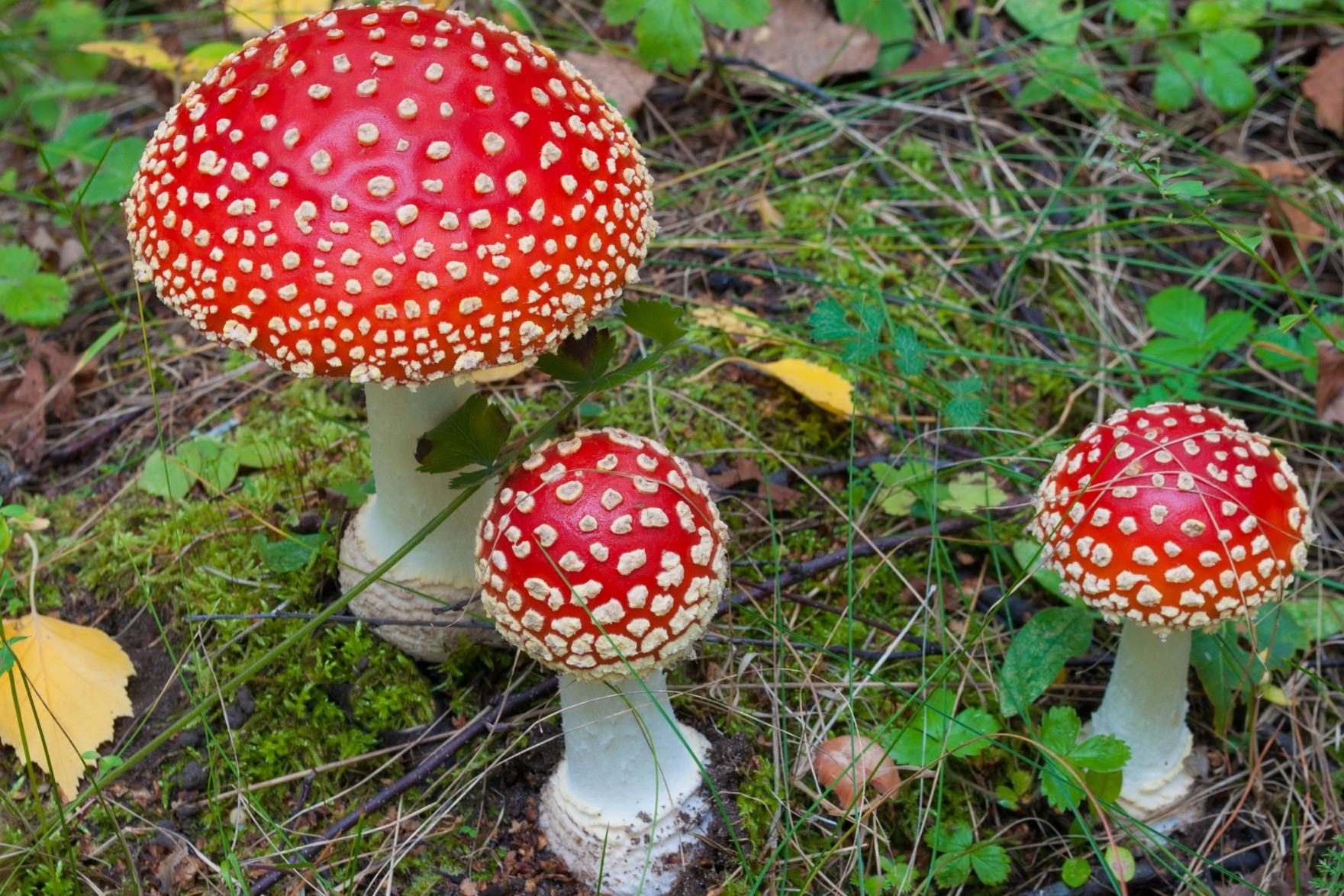 Какие есть опасные грибы