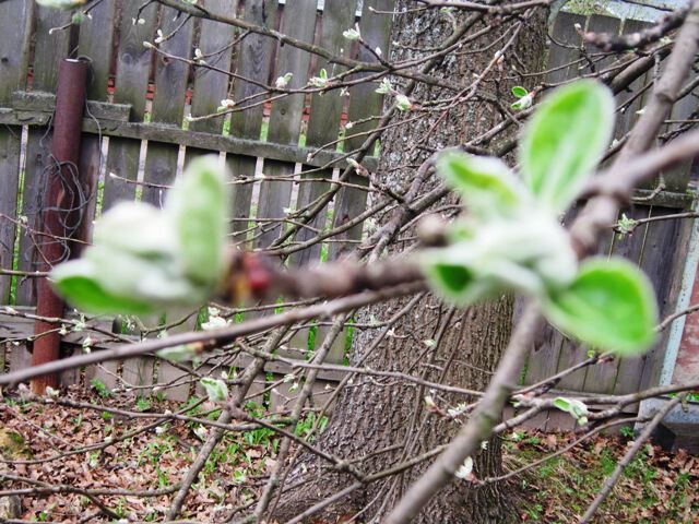Ветка яблони весной