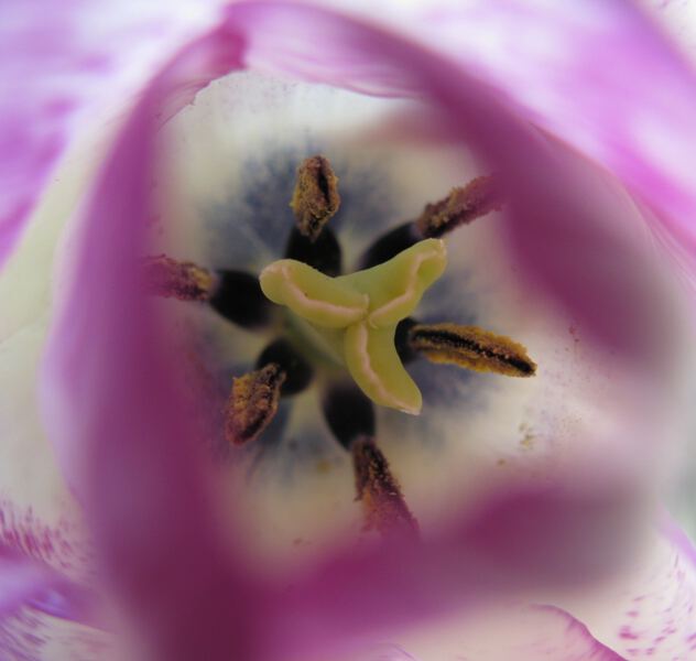 Тюльпан нежно-фиолетовый