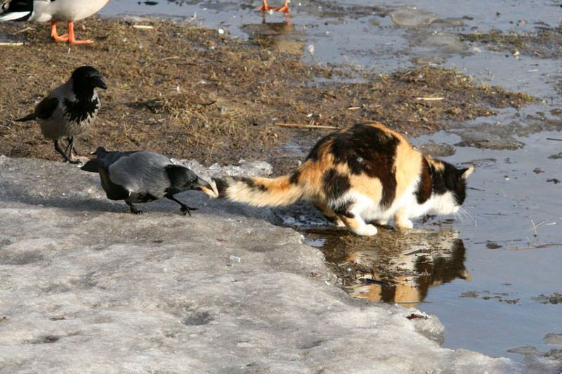 Держись, друг-Котяра!