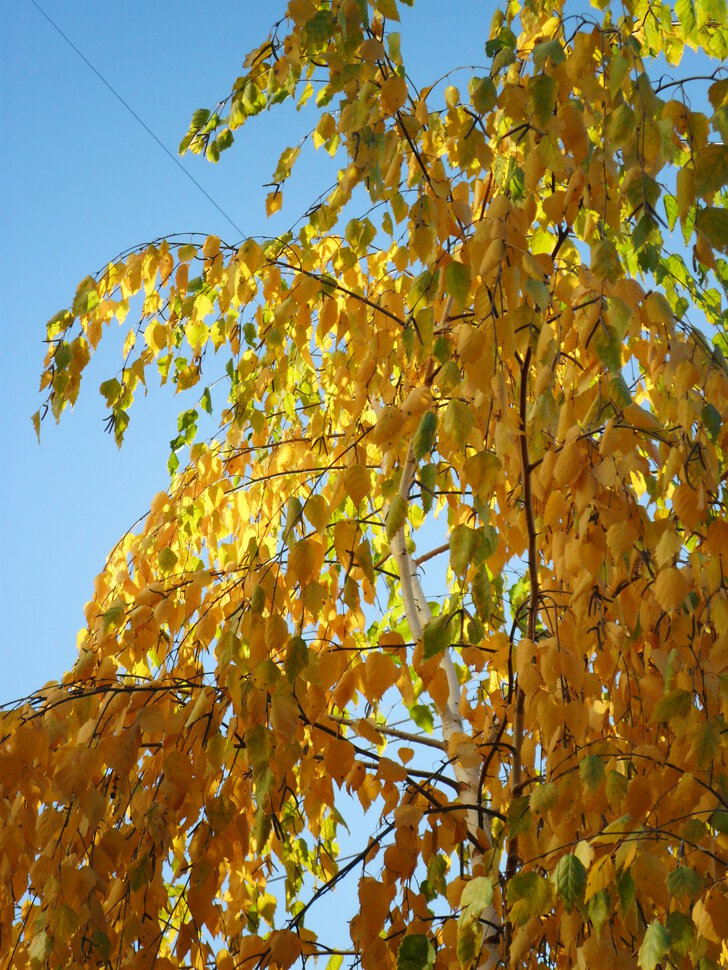Golden autumn