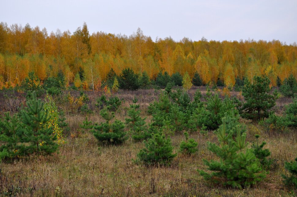 На краю осеннего леса