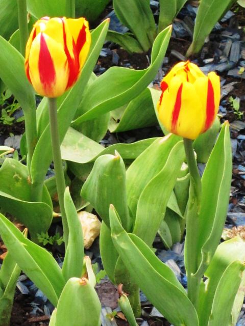 Полосатые тюльпаны