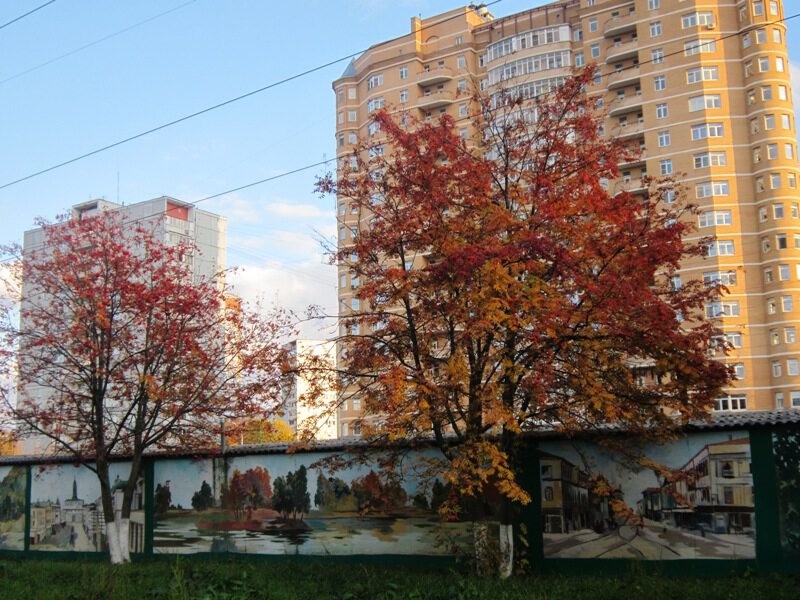 Рябина в городе