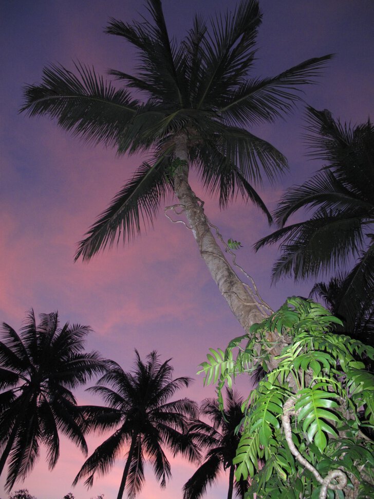 Пальмы в вечернем свете