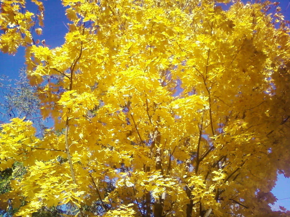 Золотые листья клёна