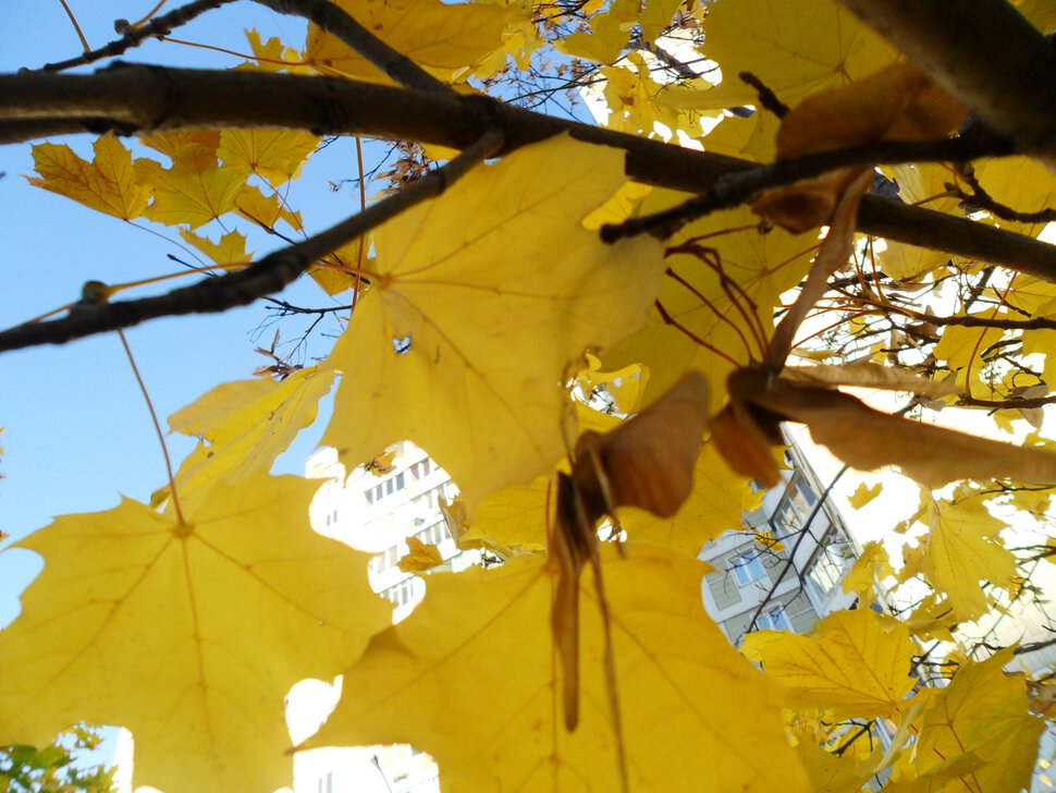 Golden autumn