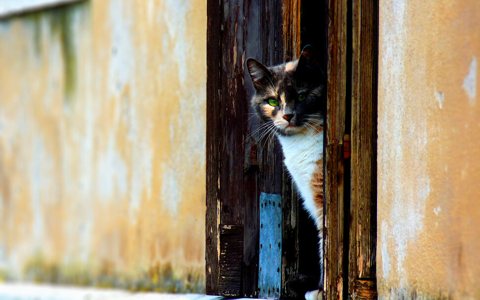 Трехцветные кошки