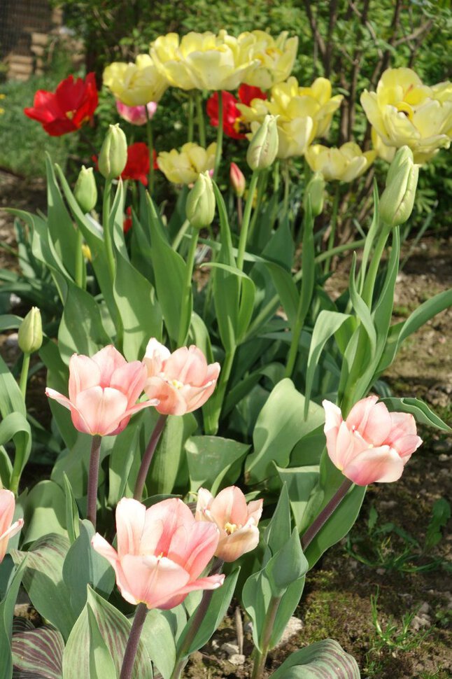 Тюльпаны- это признак весны