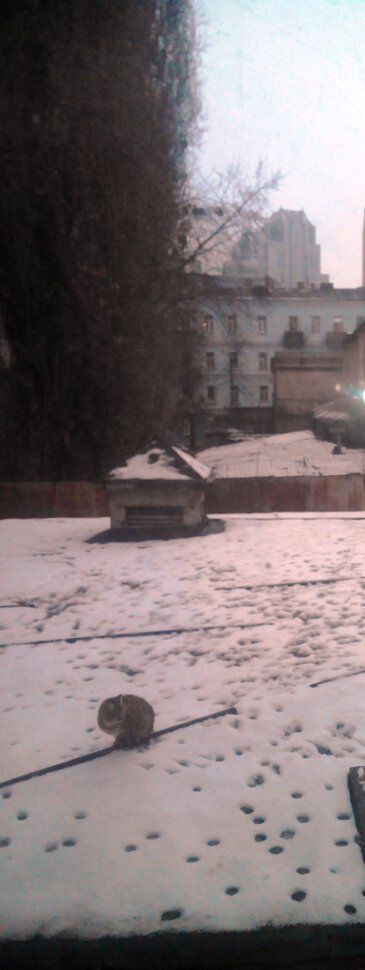 Снежный БАРСик