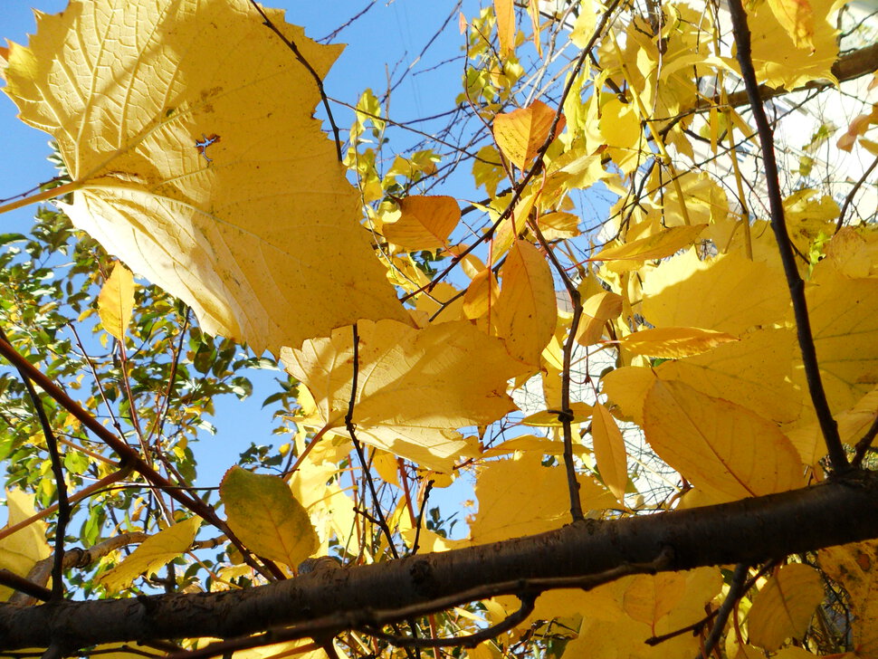 Golden autumn