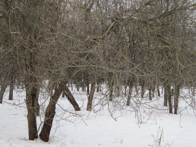 Последний день зимы