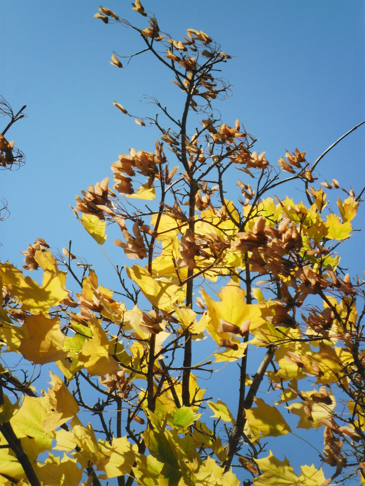 Golden autumn