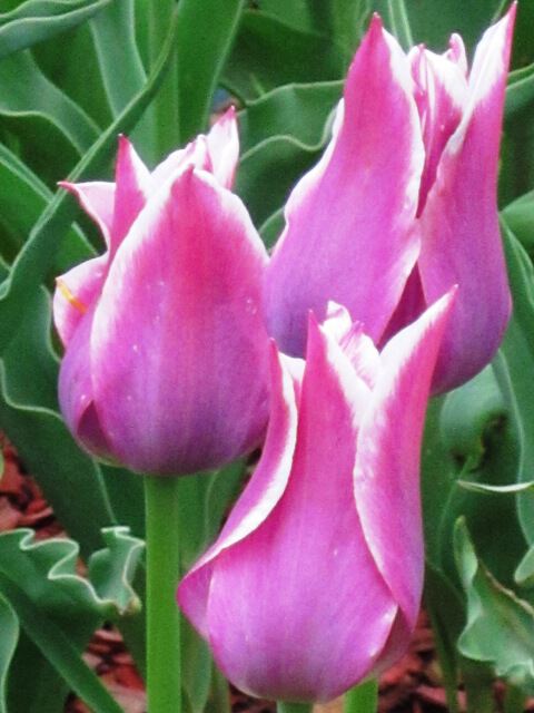 Три фиолетовых тюльпана