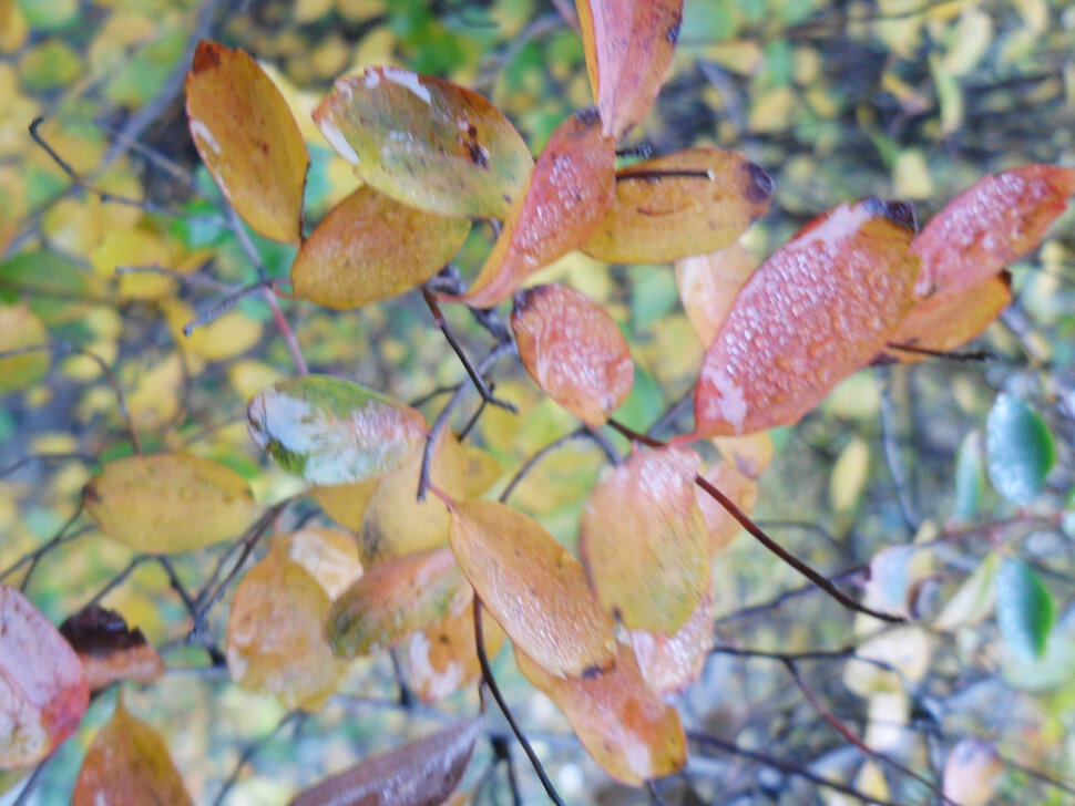 Golden autumn