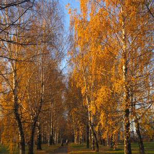 Березовая роща - Фото Дом Солнца