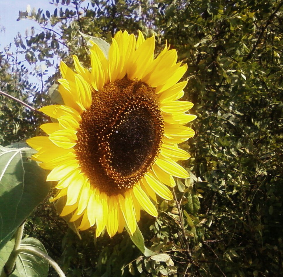 Подсолнечник - цветок солнца