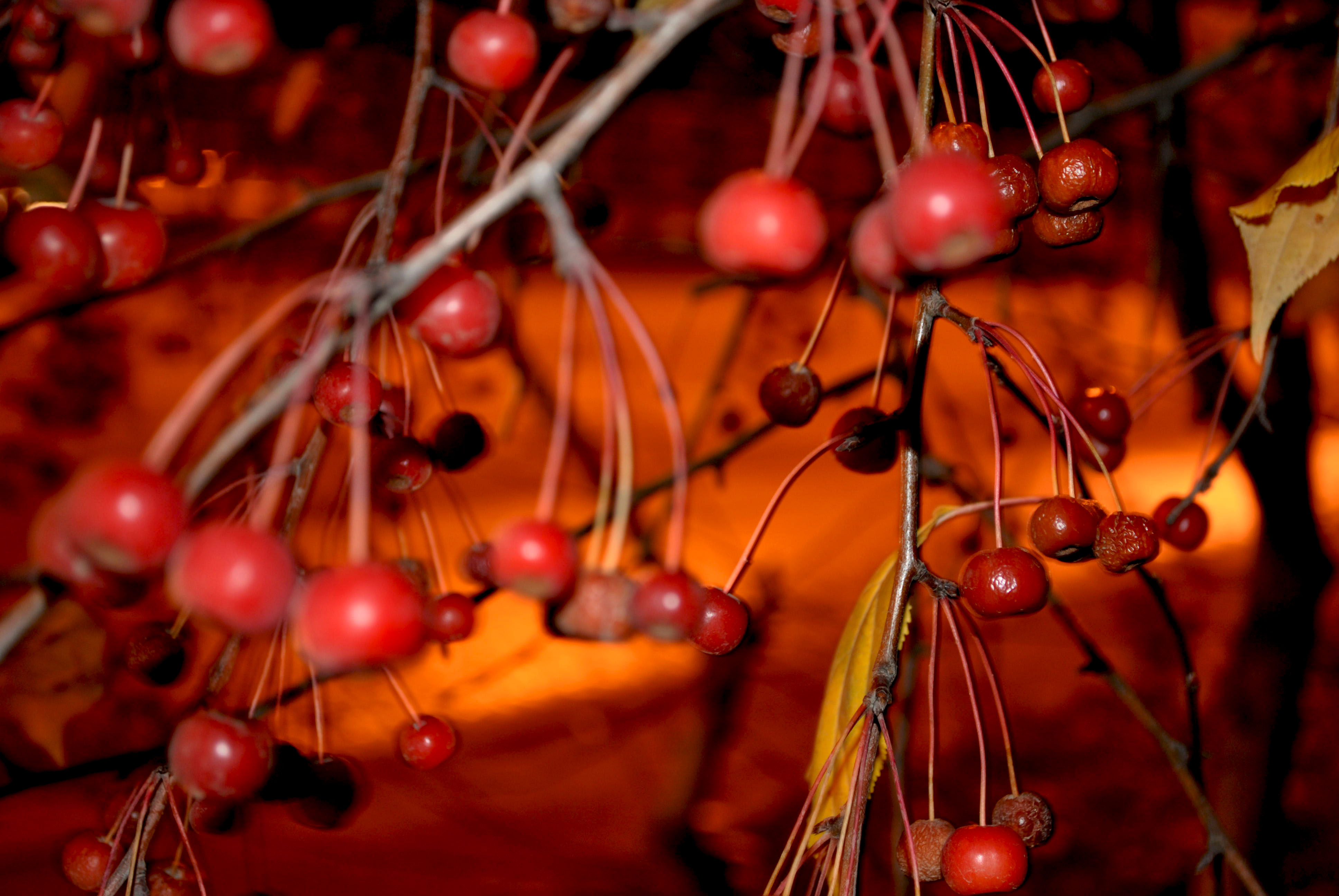 Хороша осень плодами. Осенние плоды. Плоды осенью. Красные плоды осенью. Плоды осени фото.