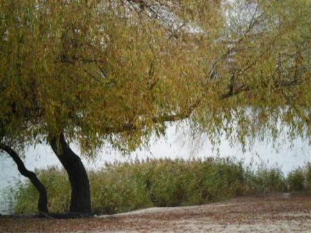 Golden Autumn