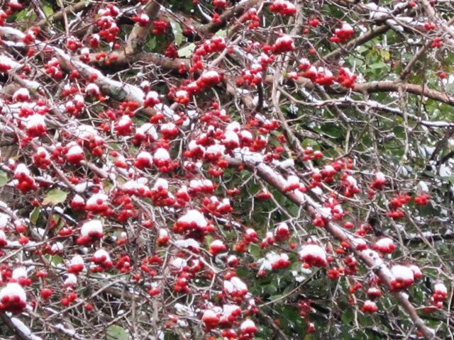 Белый снег и красные ягоды