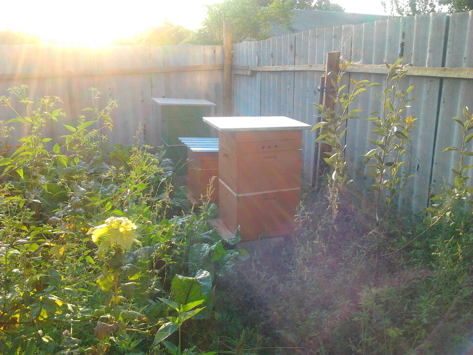 Первые шаги в пчеловодстве