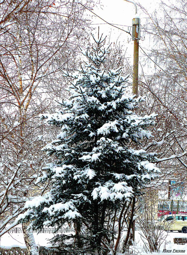 Ёлочка в городе