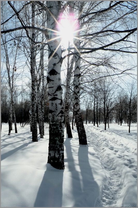 Лес вблизи Тольятти