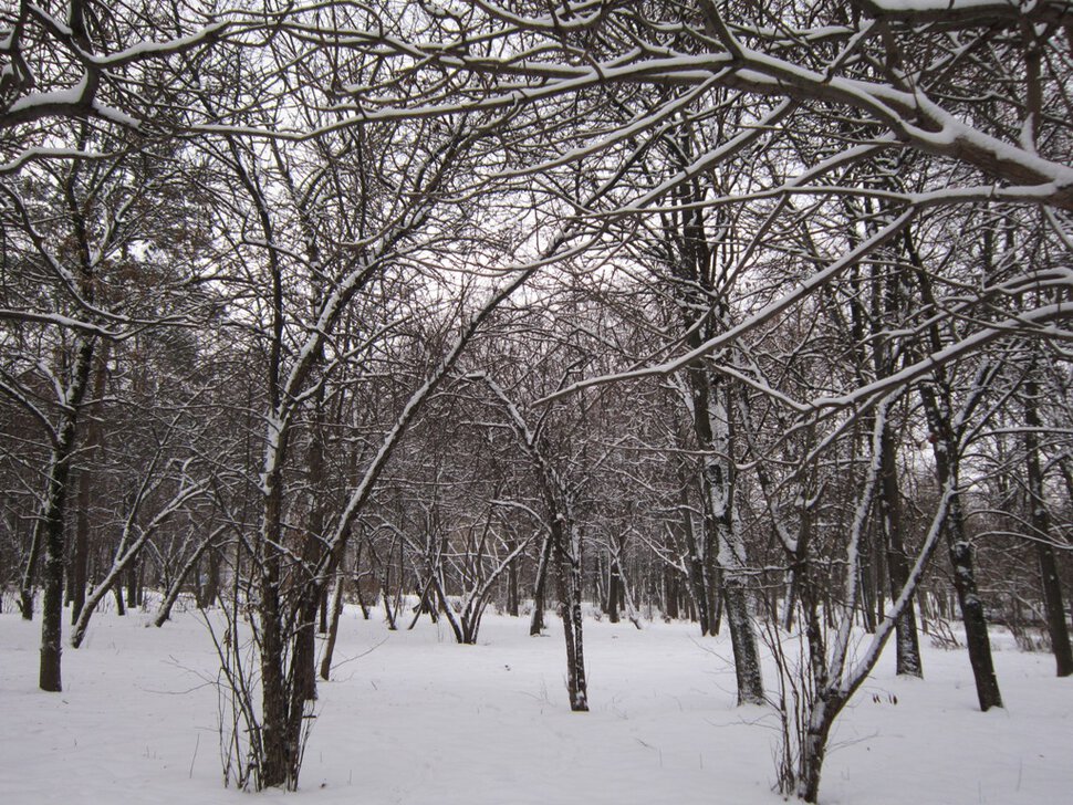 И деревья все в снегу