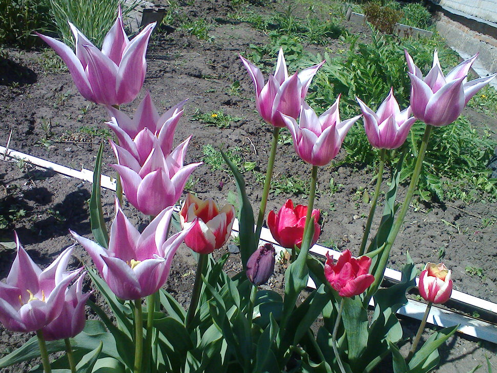 Тюльпаны на Алтае