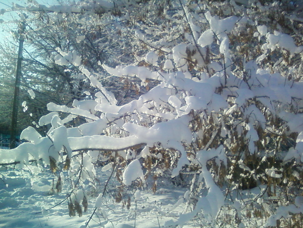 Укутанные снежным покрывалом