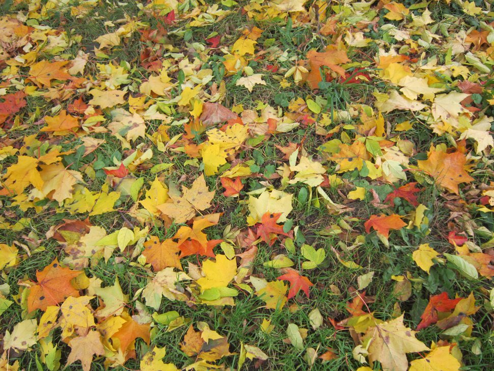 Осенняя палитра