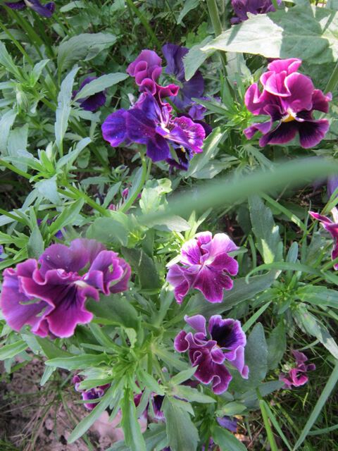 Фиолетовые цветики