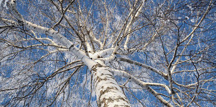 Разукрасилась зима... На деревьях бахрома