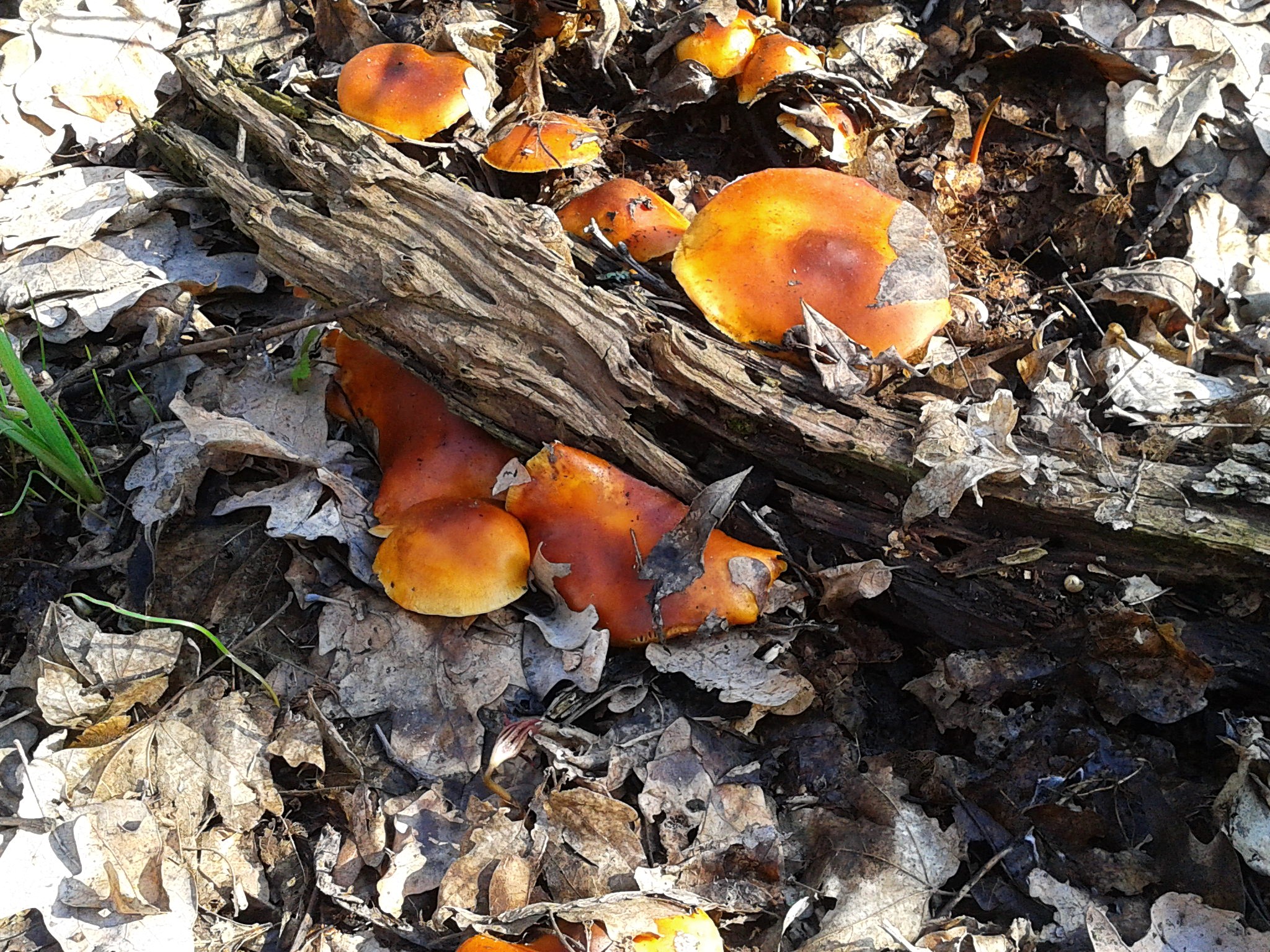 Первые грибы весной название. Ранние весенние грибы съедобные. Первые весенние грибы съедобные. Первые весенние грибы. Ранние грибы весной.