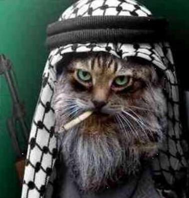 сбежал наш котик, теперь террорист