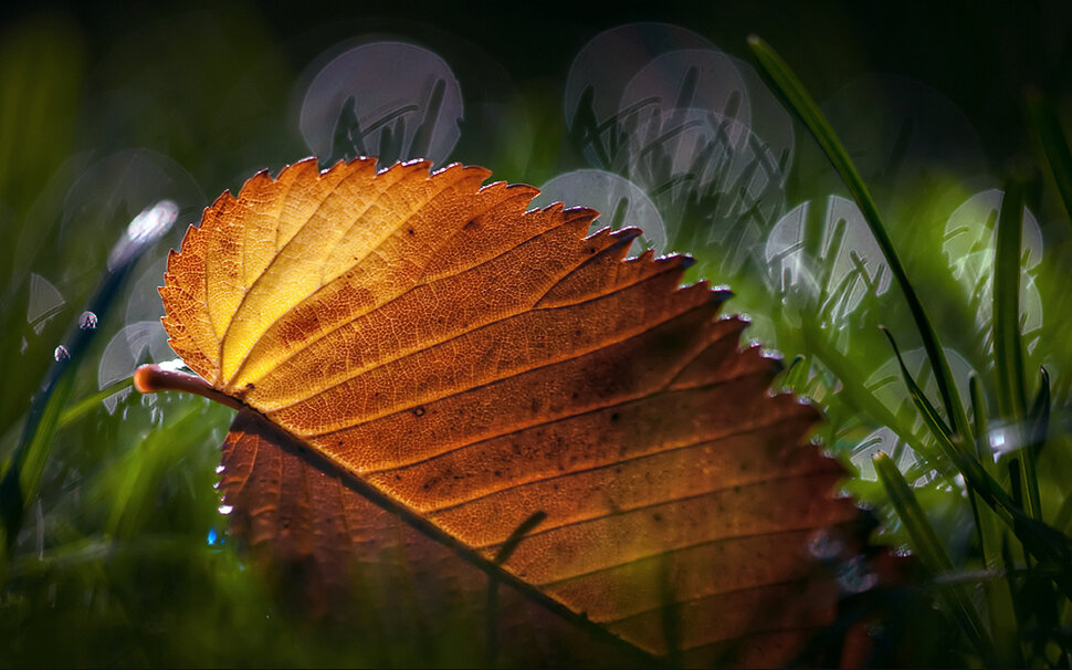 Осениие листья фото