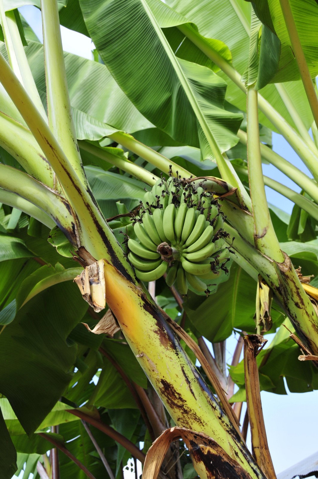 Бананы растут в россии. Банановая Пальма ареал. Банановое дерево Тайланд. Плоды бананового дерева Абхази. Банановое дерево 2м.