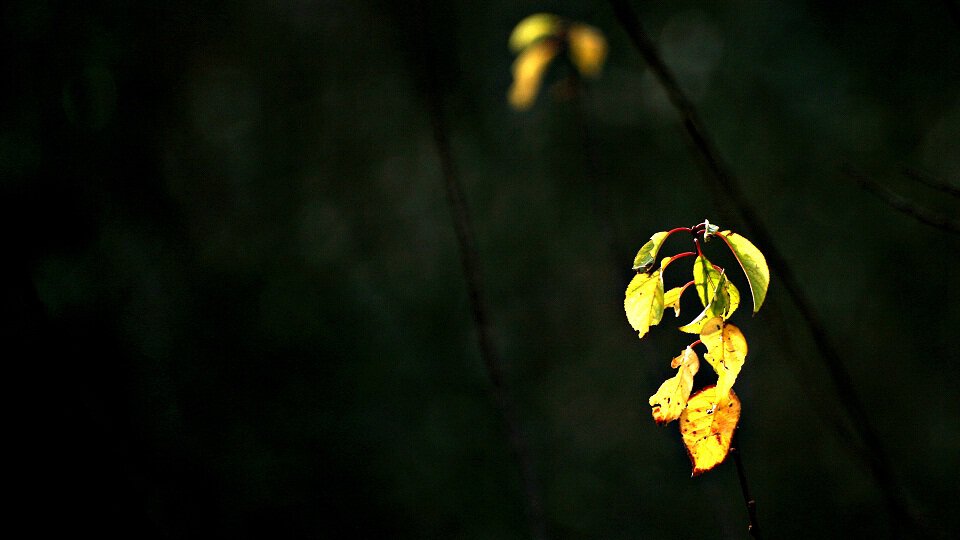 Фотография осенних листьев