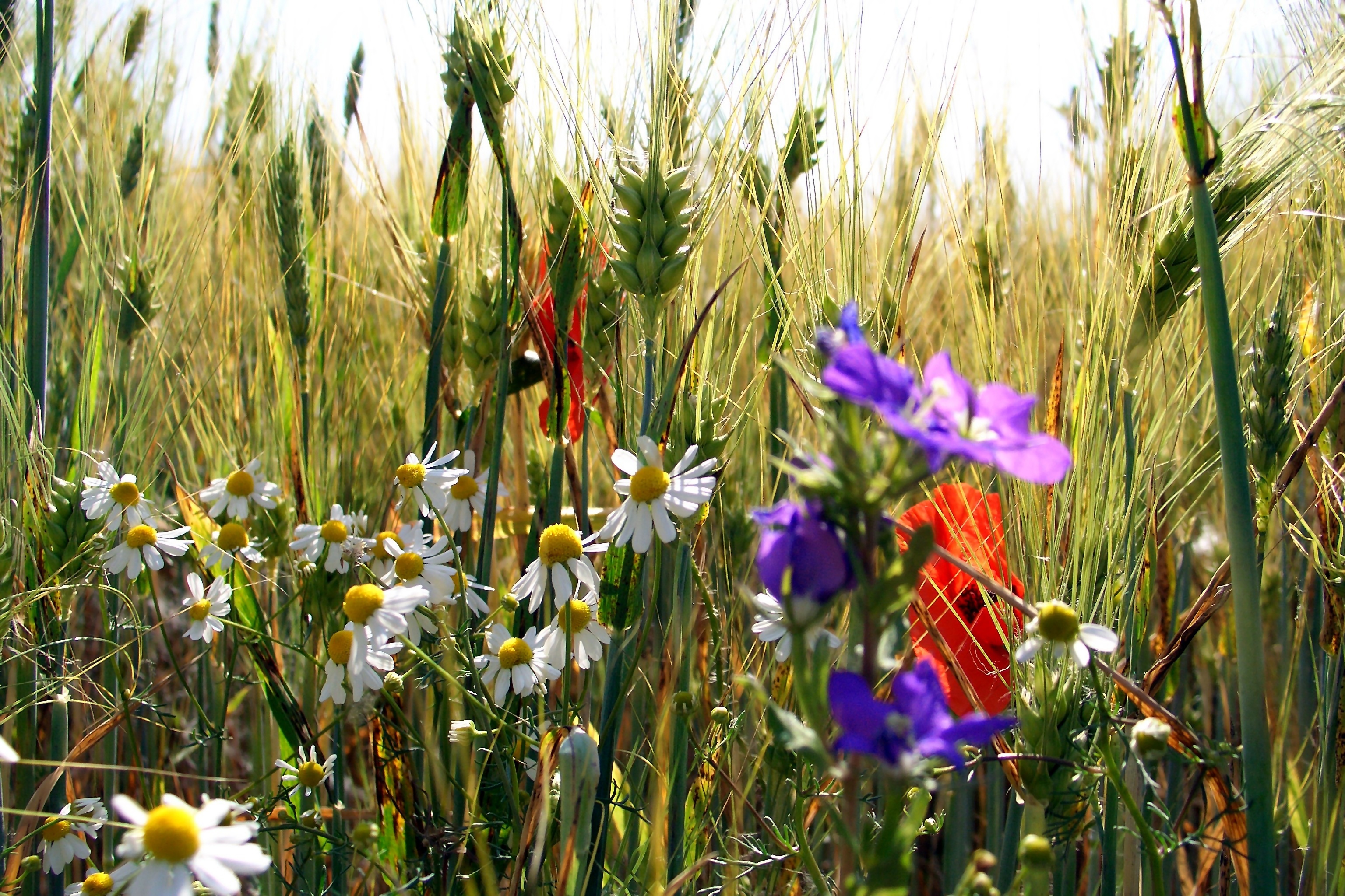 цветы полевые трава природа скачать